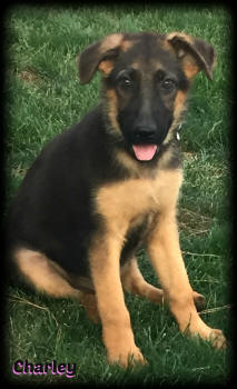 So Cal German Shepherds - Available Puppies