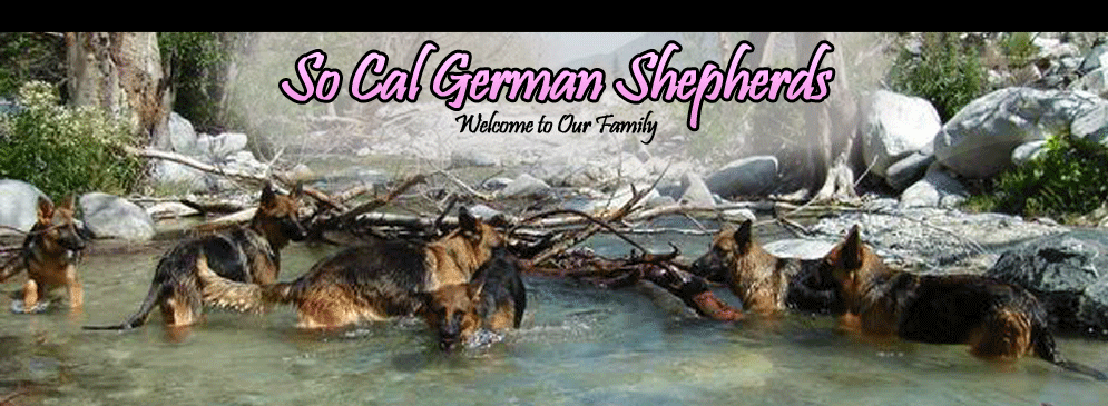 German Shepherd Breeder