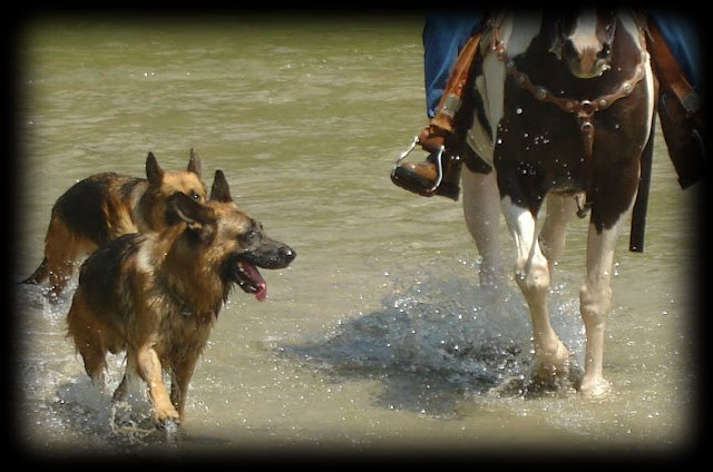 German Shepherd Breeder in California