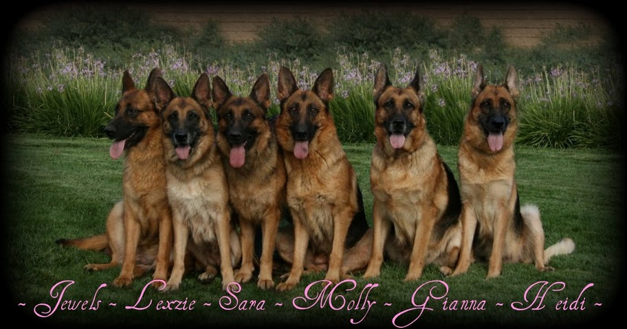 German Shepherd Breeder in California